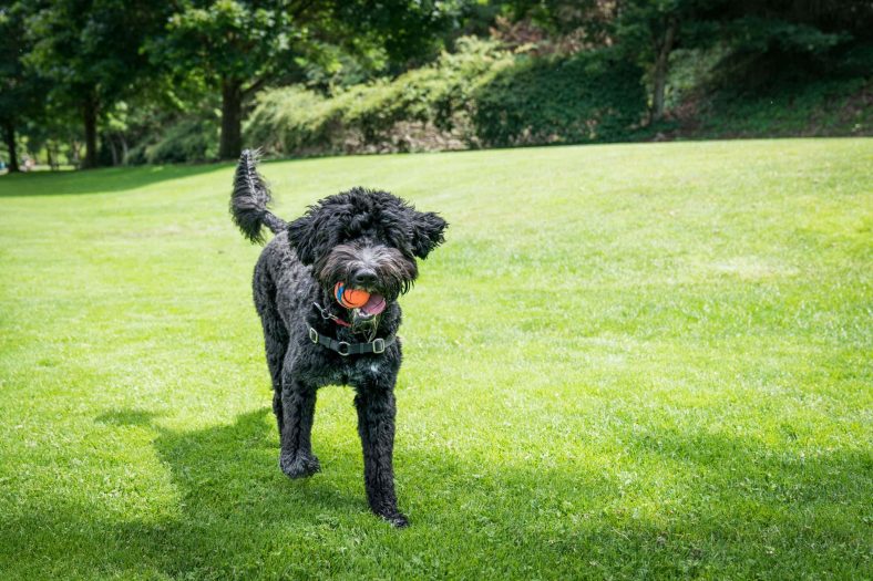 Cara melatih Portuguese Water Dog