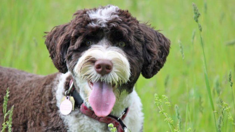 fakta Portuguese Water Dog