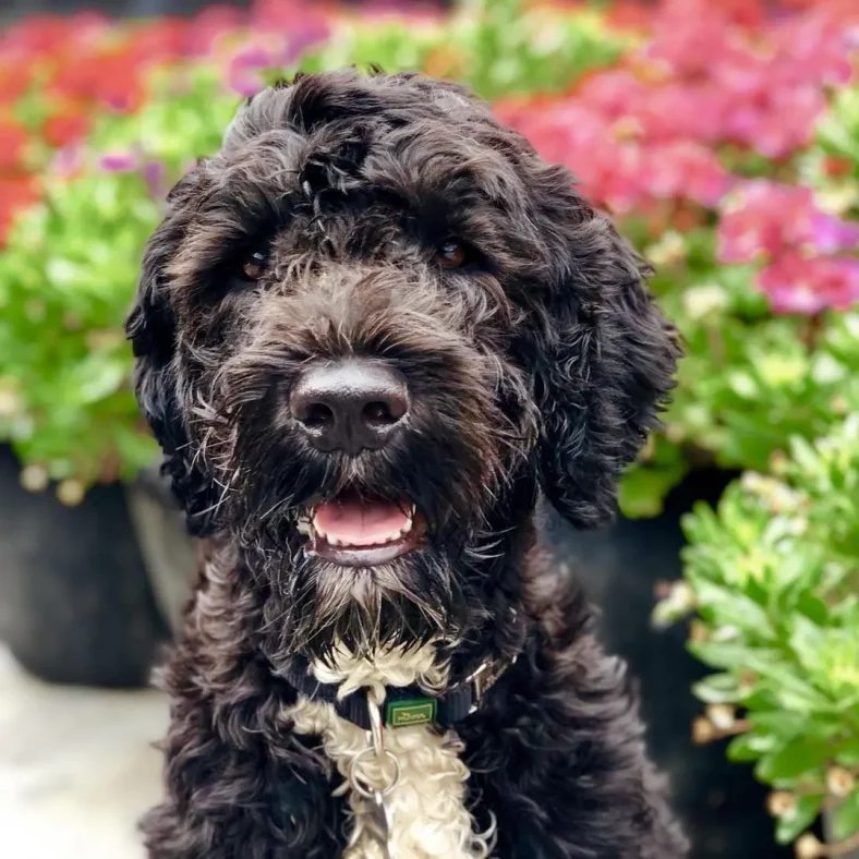 kesehatan Portuguese Water Dog
