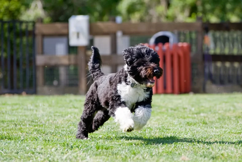 makanan terbaik untuk Portuguese Water Dog