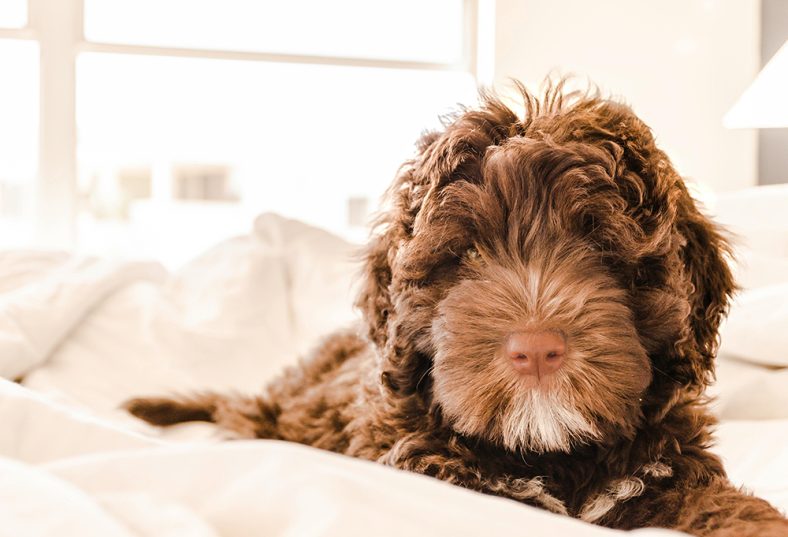 melatih anak Portuguese Water Dog