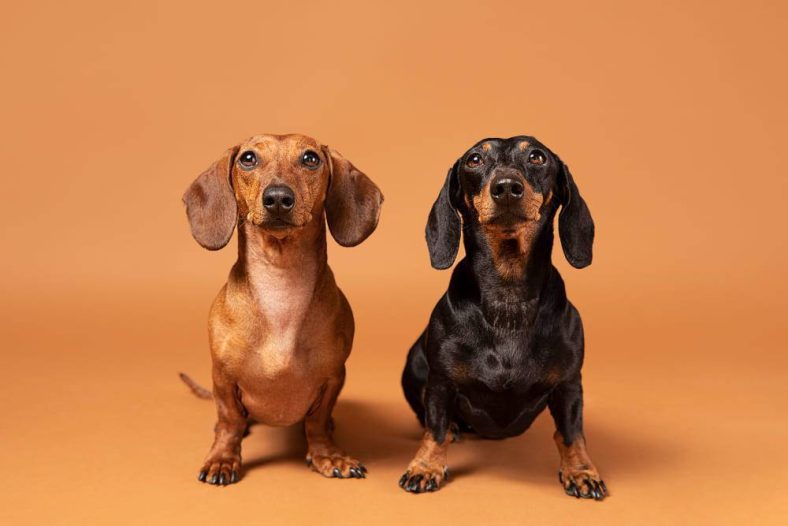 Cara Merawat Anjing Peliharaan agar Tetap Sehat