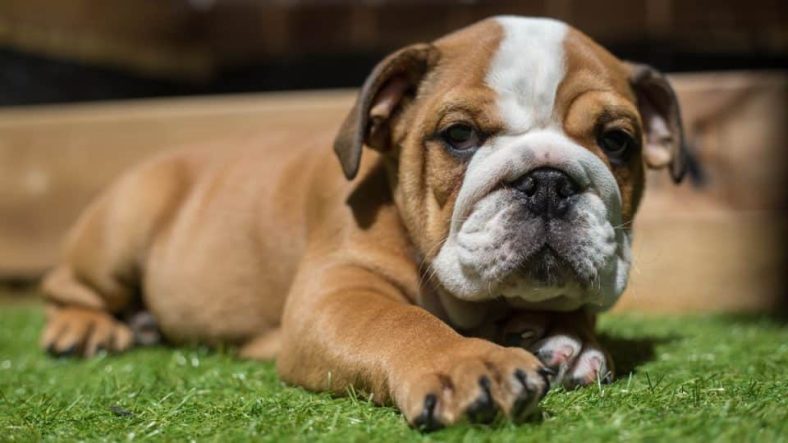 Panduan Memelihara Bulldog Inggris Di Rumah