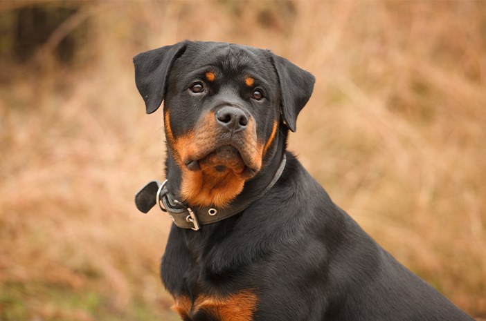 Rottweiler