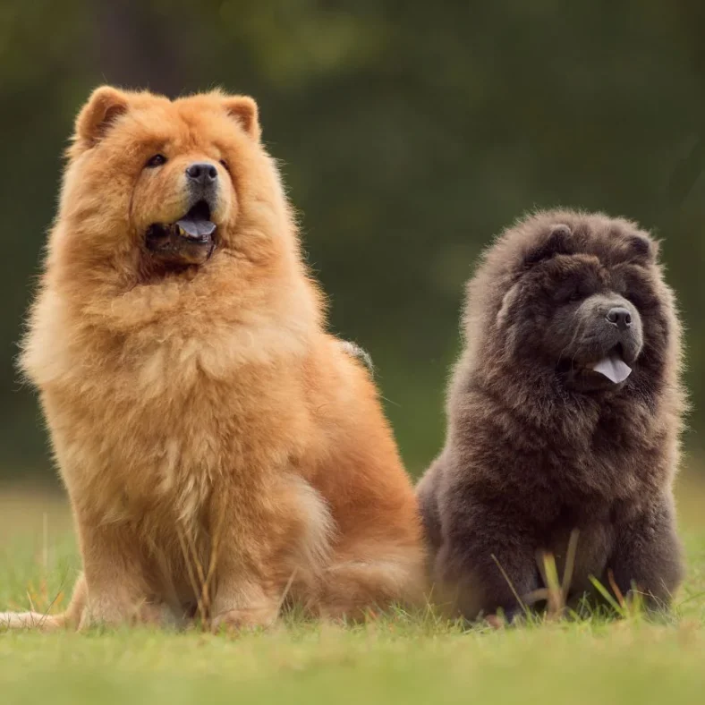 Anjing Chow Chow